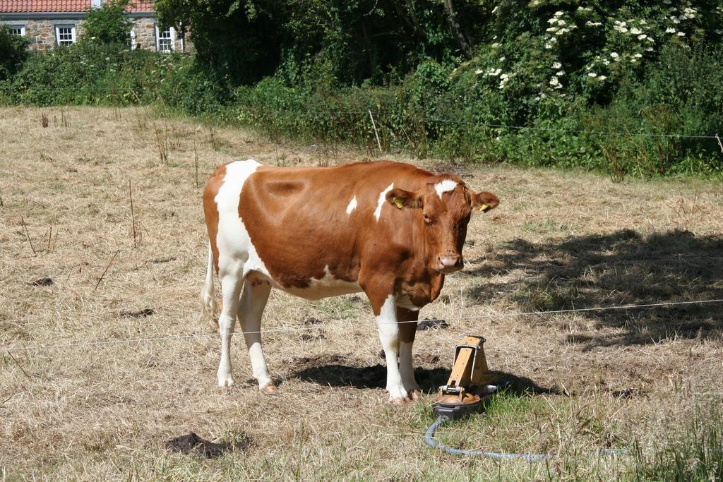 Le Douit Farm Self Catering Villa Saint Martin Buitenkant foto